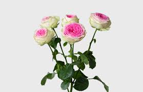 Pink Roses
